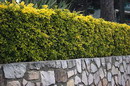 Euonymus Japonicus
